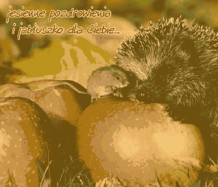 Jesienne pozdrowienia i jabłuszko dla Ciebie